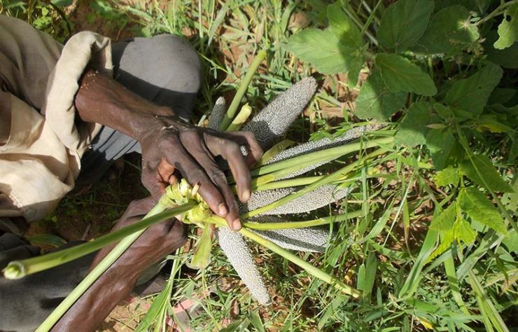 Agroecology-resistance_Burkina-Faso2-.jpg